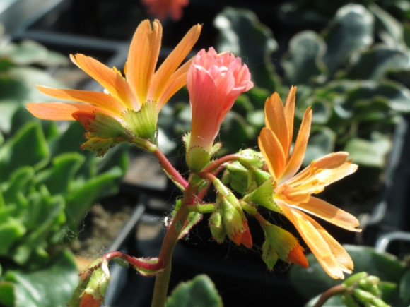 Lewisia