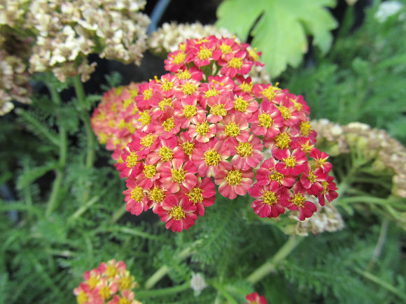 Achillea millefolium Desert Eve Red  - řebříček