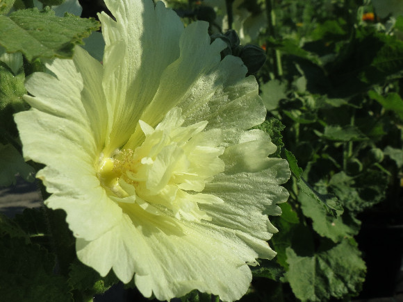 Alcea rosea Spring Celebrities Lemon – slézová růže