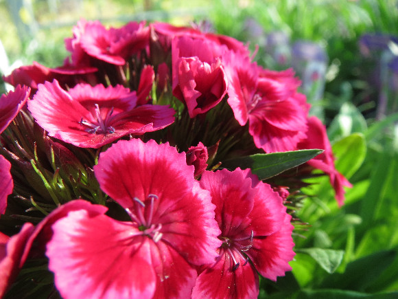 Dianthus barbatus Barbarini F1 Red Rose Bicolor – karafiát