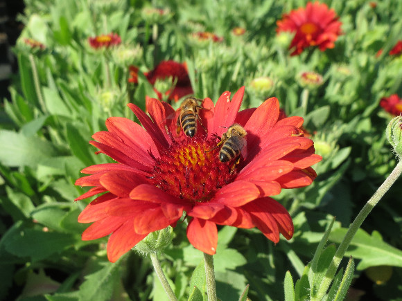 Gaillardia aristata Arizona  Red Shades - kokarda