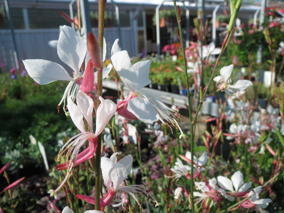 Gaura lindheimeri White – gaura