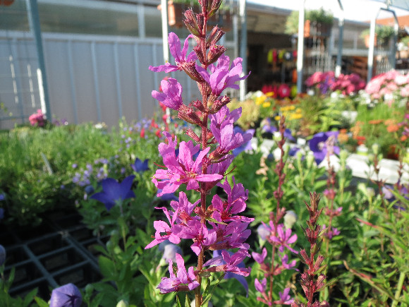 Lythrum virgatum Dropmore Purple  – kyprej