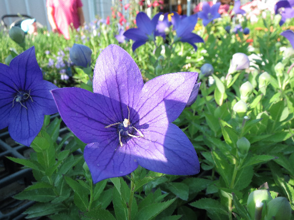 Platycodon grandiflorus F1 Astra Blue – boubelka velkokvětá