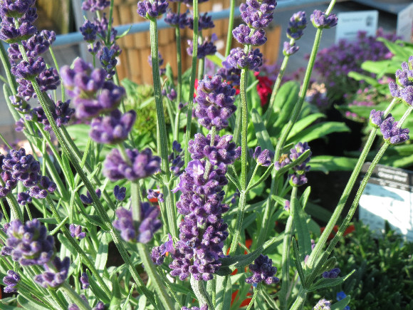 Lavandula angustifolia Aromatico Blue – levandule