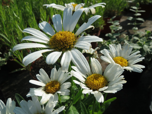 Leucanthemum  maximum F1 Snow Lady – kopretina