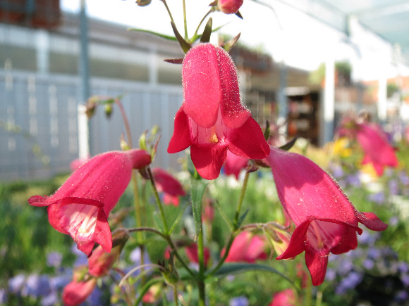 Penstemon x maxicali Carillo Red – dráčík