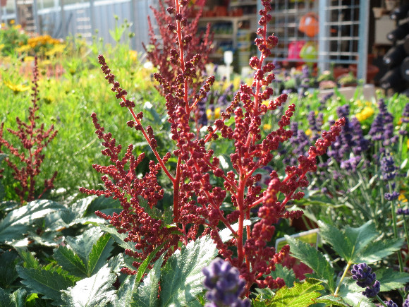 Astilbe x arendsii Montgomery – čechrava