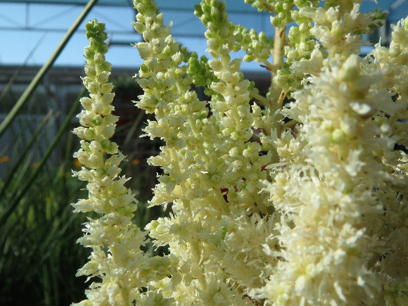 Astilbe x arendsii Diamond and Pearls – čechrava