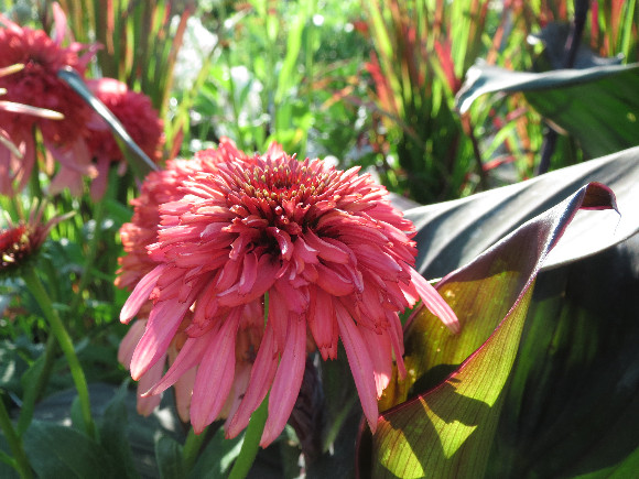 Echinacea purpurea Guava Ice – třapatka