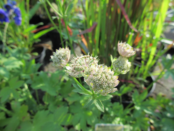 Astrantia major – jarmanka větší