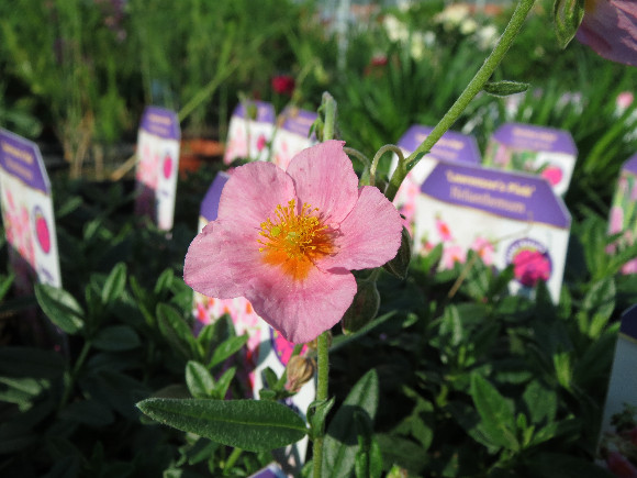 Helianthemum hybridum Lawrensons Pink – devaterník