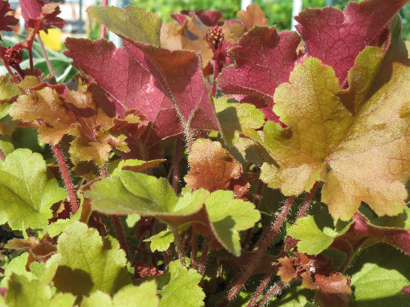 Heuchera hybrida Marmalade - dlužicha