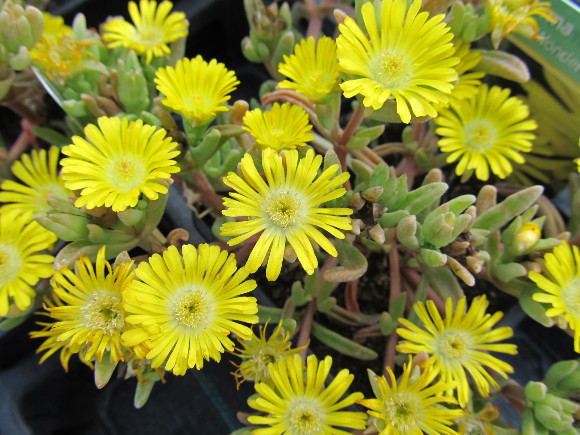 Delosperma x hybrida Wheels of Wonder Golden – kosmatec