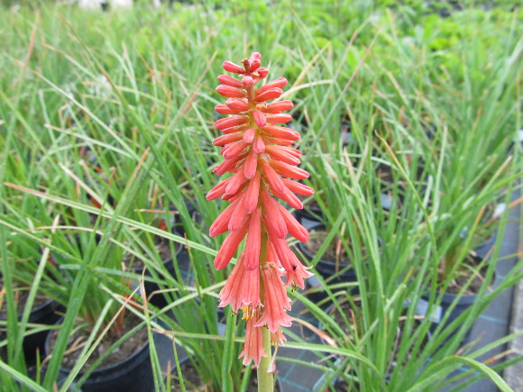 Kniphofia uvaria Popsicle Red Hot – mnohokvět