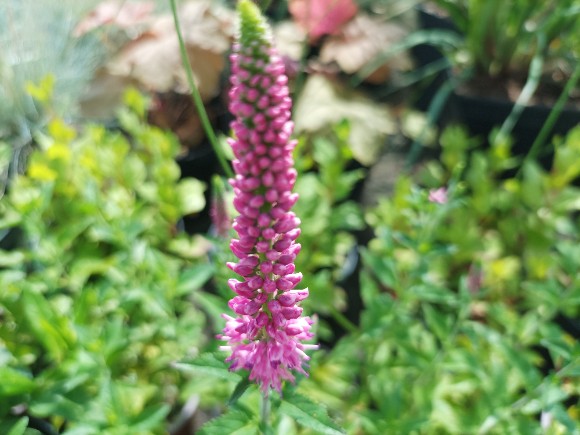 Rozrazil - Veronica longifolia First Love