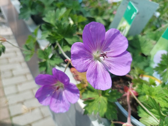 Kakost - Geranium hybridum Azure Rush