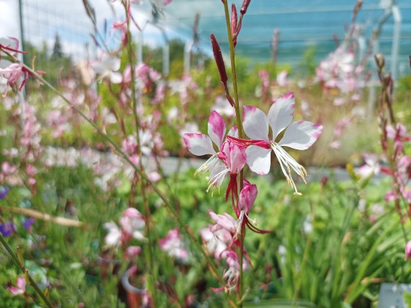 Svíčkovec - Gaura lindheimeri Gambit Rose Bicolor