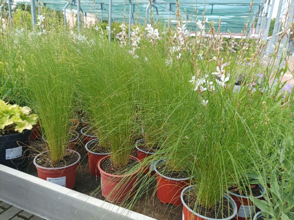 Stipa tenuissima Ponny Tail