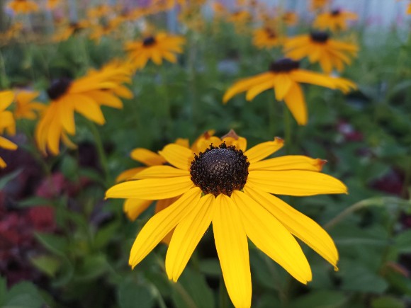 Střapatka lesklá - Rudbeckia fulgida Goldsturm