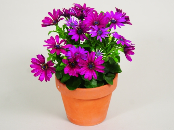 Osteospermum ecklonis