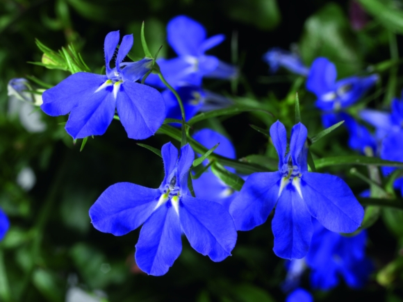 Lobelia erinus var. Laguna