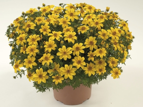 Bidens ferulifolium - Balkónové zlato (trojzubec)